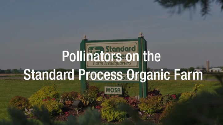 Pollinators on the Standard Process Organic Farm